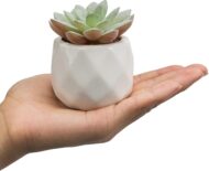 Mini Assorted Green Artificial Succulents - Image 2