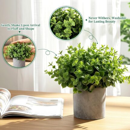 Indoor Decorative Plants